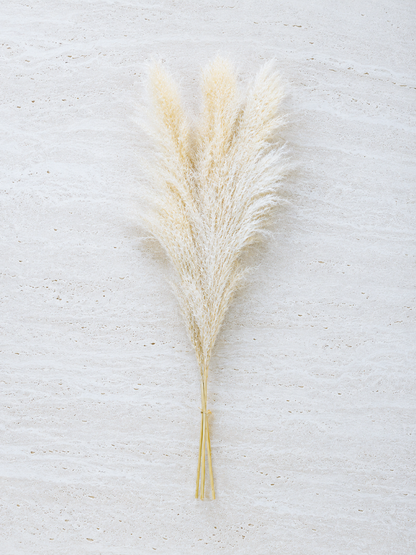 A bundle of dried pampas grass with soft cream-colored feathery plumes and tan stems, laid flat on a light textured surface.